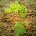 Moringa