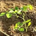 Moringa Baum