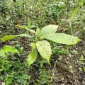 Cacao