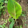 Banano