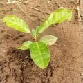 African Mahogany