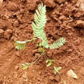 Calliandra