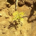 Grevillea