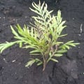 Grevillea