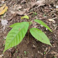 Cacao
