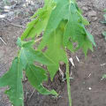 Papaya