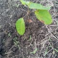 Cacao