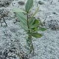 Mangrove Noire