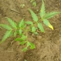 Neem