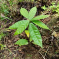 Cacao
