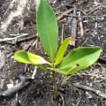 Red Mangrove