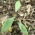 Cacao