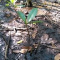 Red Mangrove