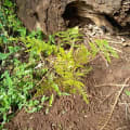 Grevillea