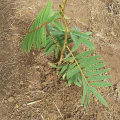 Tefrosia