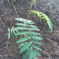 Tefrosia