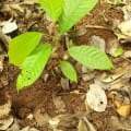 Cacao