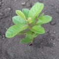 Guava