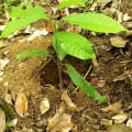 Cacao
