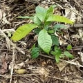 Cacao