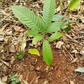 Cacao