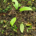 Cacao