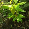 Cacao