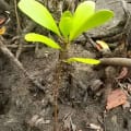 Mangrovia Bianca