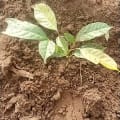 African Mahogany