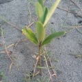 Black Mangrove