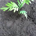 Grevillea Hope