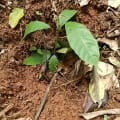 Cacao