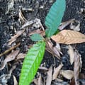 Cacaotier