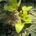 Mangrovia Nera