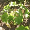 Barbados Nut