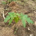 Papaya