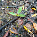 Mangrove Rouge