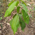 Ent