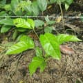 Roble