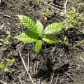 Cacao