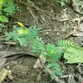 Leucaena