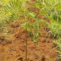 Tephrosia