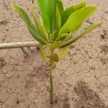 Asiatische Mangrove