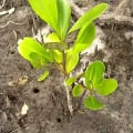 Weiße Mangrove