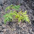 Neem