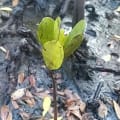 Weiße Mangrove
