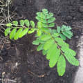 Acacia Polycantha