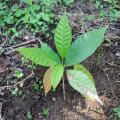 Cacao