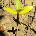 Mangrovia Nera