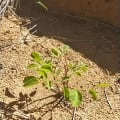 Moringa